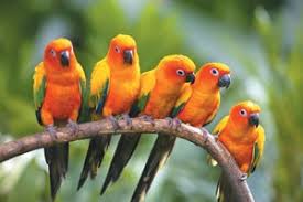 Just like each one of you, i also have an instant liking for the feathery. Pet Birds In India For Sale Pet S Gallery