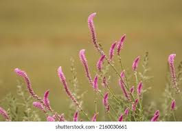 Image result for Hermbstaedtia fleckii