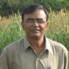 Why do black seeds appeared in produce of harvested pure white seeded  variety of sesame?