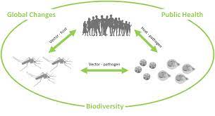 Almost everyone has been bitten by a mosquito, tick, or flea. Vector Borne Diseases Springerlink