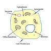 Inner ear images stock photos vectors shutterstock. 1