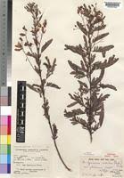 Image result for Aeschynomene nodulosa