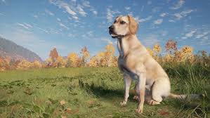 Image result for labrador retrívr