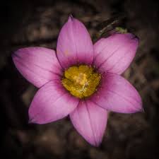 Image result for Romulea camerooniana