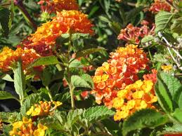 Image result for Lantana
