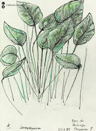 Image result for Sarcophrynium