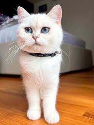 The Joy of a Solo Kitten — BELLE AYR CATS