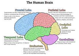 The Human Brain Diagram Worksheet Therapist Aid Human Brain Diagram Human Brain Anatomy Brain Diagram