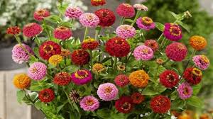 Whether you have partial shade or full sun, you'll find the right plants for your garden. Flowers And Vegetables To Plant In Spring Cnn