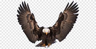 Последние твиты от manly warringah sea eagles (@seaeagles). Bald Eagle Manly Warringah Sea Eagles White Tailed Eagle Eagle Head White Animals Png Pngegg
