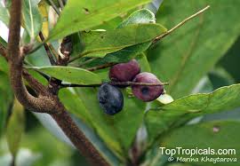 Image result for Terminalia stuhlmannii