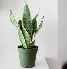 Commercial succulent or cactus soil is great for them because it has added sand that helps with drainage. Snake Plant Altum S Zionsville In