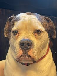 Why does my American Bulldog have bad breath and how to help him?