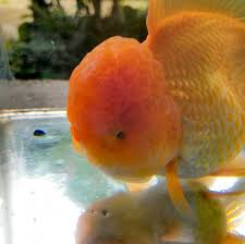 Goldfish can have tank mates with the right size aquarium and care. Bags Betta And Goldfish Home Facebook