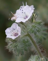 Image result for Hydrophyllaceae