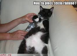 See more ideas about imagini haioase, imagine, pisici. Imagini Pisici Amuzante