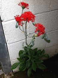 Image result for Kleinia grantii