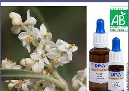 Olivier 4 Fleurs De Bach Elixir Floral Bach