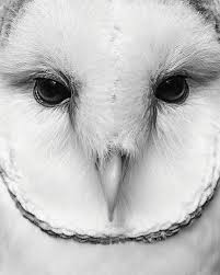 How Light and Noise Pollution Confound Animals' Senses