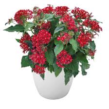 Image result for Pentas lanceolata