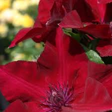 Image result for Clematis commutata