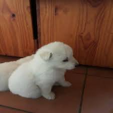 White German Shepherd Puppies Ads January Clasf