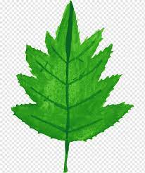 We did not find results for: Lukisan Cat Air Daun Batang Tanaman Cat Air Daun Lukisan Cat Air Daun Batang Tanaman Png Pngwing