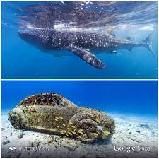Check spelling or type a new query. Google Adds Underwater Street View Images For Users To View