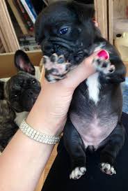 Check spelling or type a new query. Frugs Pug Cross Frenchbulldogs Puppies For Sale Pug Puppies For Sale Pug Puppies French Bulldog
