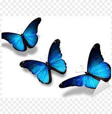 Three Blue Butterflies Flying Isolated On White Sticker 3 Butterflies Flying Together Png Image With Transparent Background Png Free Png Images Blue Butterfly Tattoo Blue Butterfly Blue Morpho