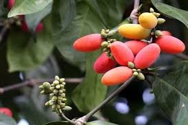 Image result for Gnetum