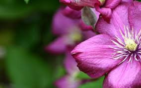 Select your favorite images and download them for use as wallpaper for your desktop or phone. Flower Screen Wallpaper Flowering Plant Petal Flower Pink Purple 869213 Wallpaperuse