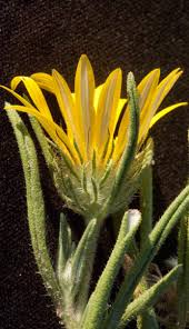 Image result for Hirpicium gazanioides