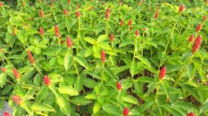 Image result for Costaceae