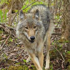 Check fixtures, tickets, league table, club shop & more. The Secret Fishing Habits Of Northwoods Wolves Npr