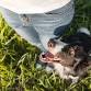 Boot Camp for Border Collies | 3 hour workshop event image