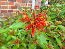 Image result for Hamelia