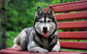 Check spelling or type a new query. 10 Most Beautiful Dog Breeds In The World Dog Breeds Beautiful Dogs Siberian Husky Dog