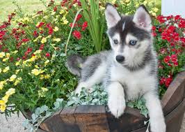 Only guaranteed quality, healthy puppies. The Ultimate Guide To Finding The Best Pomsky Breeders Animalso