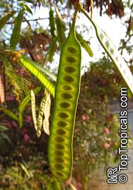 Image result for Leucas fulvipila