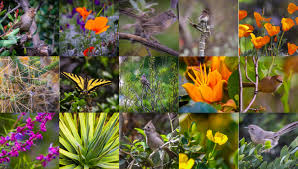 Wallpaper Collage Butterfly Wildlife Canon Friendship Cactus Spring Lightroom Flower Birdwatching Flora Vegetation Botanicgarden Californiapoppy Vogel Fauna Wildflower Flowering Plant Ecosystem Camea Organism 100400 Pollinator Download, share or upload your own one! wallhere