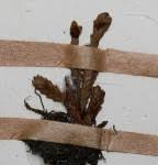 Image result for Lellingeria oosora