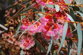 Image result for Melaleuca hamulosa