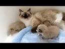 Seal Point Ragdoll Cats: Mitted, Colorpoint, Bicolor, Lynx ...
