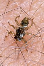 Check spelling or type a new query. Deer Fly Stock Image C014 9955 Science Photo Library