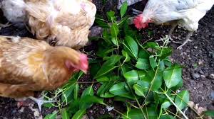 Respondiendo Preguntas Sobre El Cruce De Gallina Ponedora Y Gallo Criollo Youtube