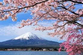 Selanjutnya mekarnya bunga akan mulai terlihat sejak penghujung maret umumnya bunga sakura jepang jenis someiyoshino akan mulai bermekaran di kawasan okinawa, berlanjut ke sebelah barat pulau honsu. 10 Fakta Menarik Tentang Hanami Festival Bunga Sakura Di Jepang