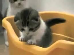 Video anak kucing ini tingkahnya lucu dan imut banget like & subscribe!! Foto Anak Kucing Lucu Dan Imut Gambar Viral Hd
