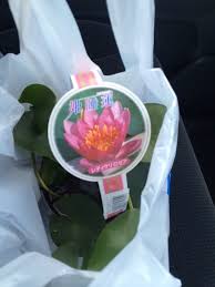 ホームセンターで買ったもの メダカのいる風景