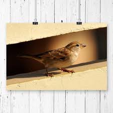 Bird With Brown Head And Black Body Uk Sparrow Bird Graphic Art Big Box Art Size 42 X 59 4cm Bird Graphic Big Box Art Sparrow Bird